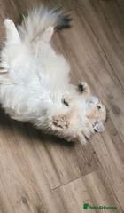 Esmeralda