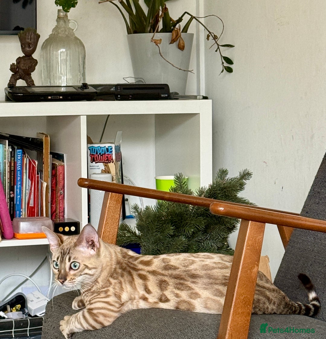 Bengal cats for sale: Snow Mink TICA active Bengal  - Advert 4