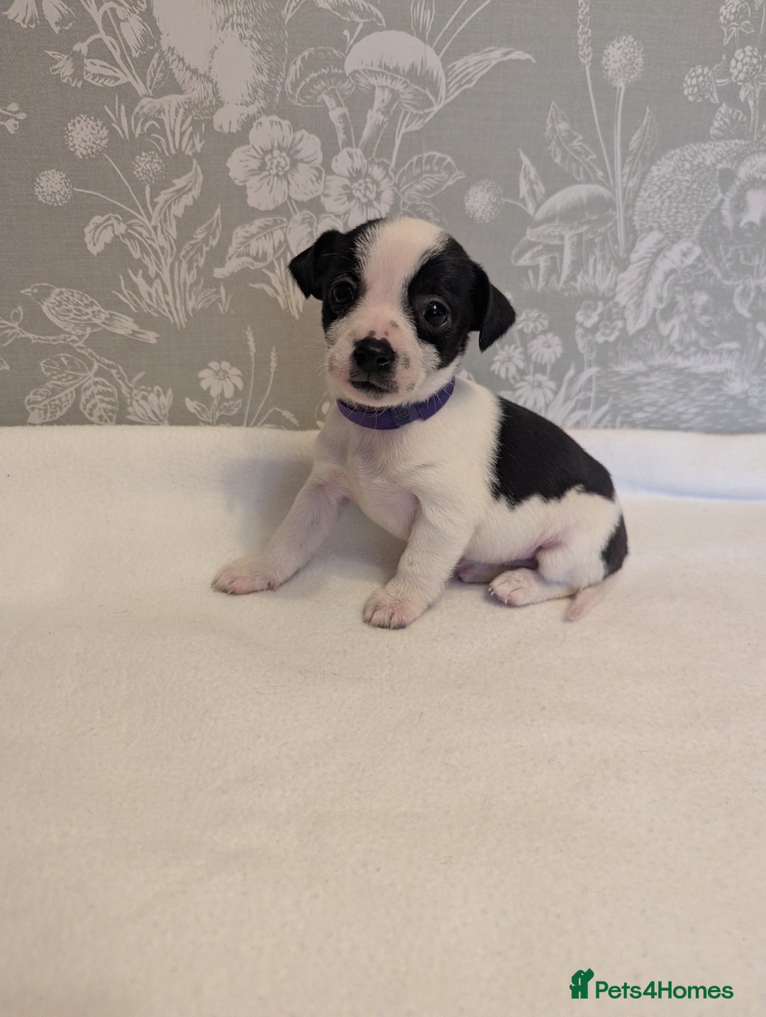 Jack Russell dogs for sale: Jack Russell puppies  - Advert 1