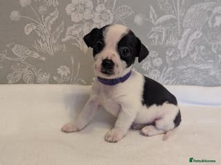 Jack Russell dogs Jack Russell puppies - Advert 16