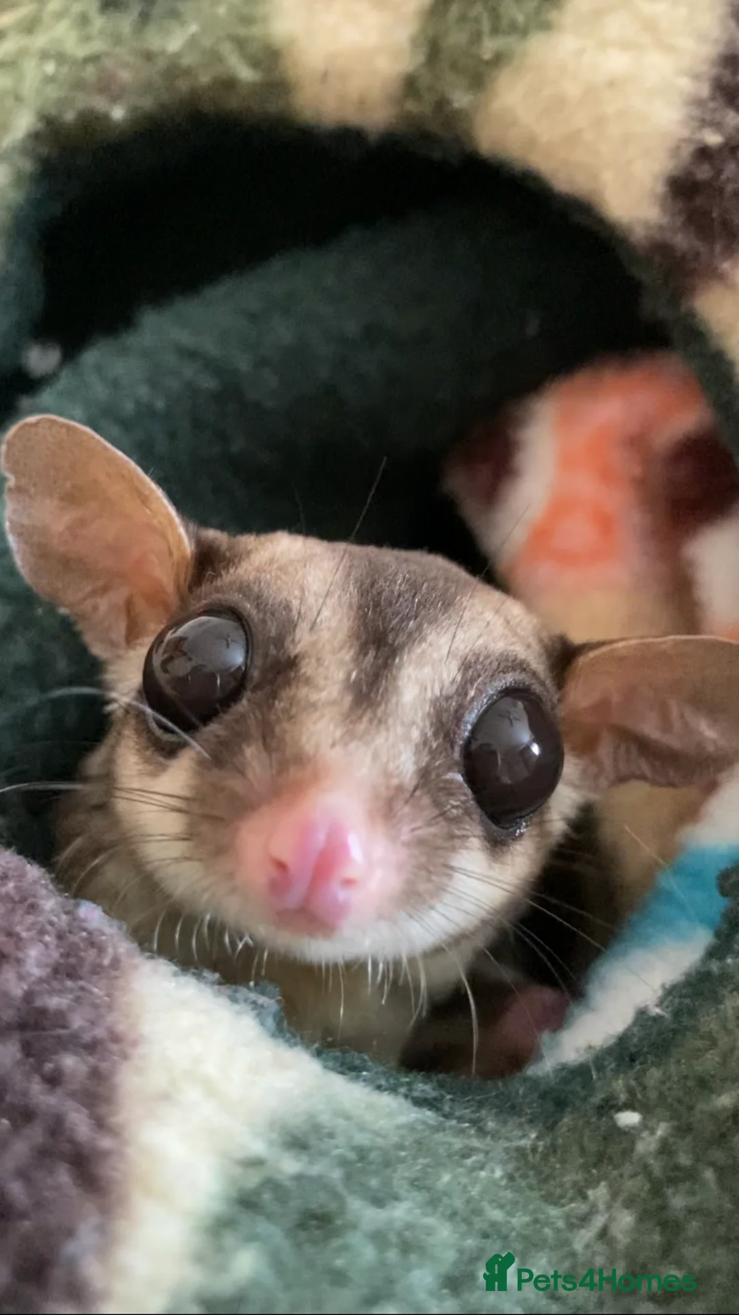 Sugar Glider rodents for sale: 3 female sugar gliders and set up - Advert 20