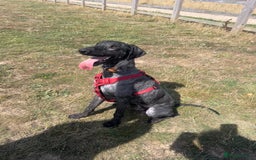 Labradoodle dogs for sale: male labradoodle for sale  - Image 1