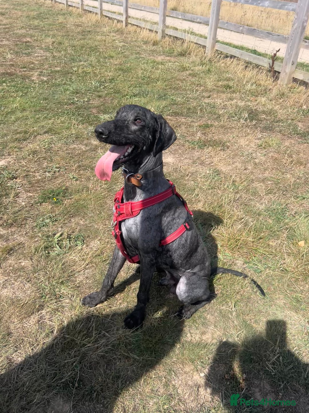 Labradoodle dogs for sale: male labradoodle for sale  - Image 1