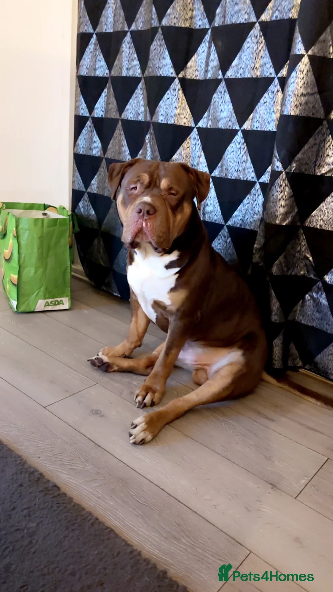Mixed Breed dogs for sale: Three dogs available for rehoming  - Advert 2