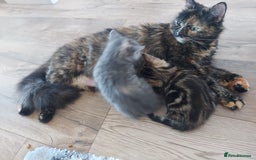 Mixed Breed cats for sale: Beautiful kittens 3x girl and 3x boy - Image 7