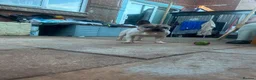 French Bulldog dogs for sale: Zeusy - Advert 10