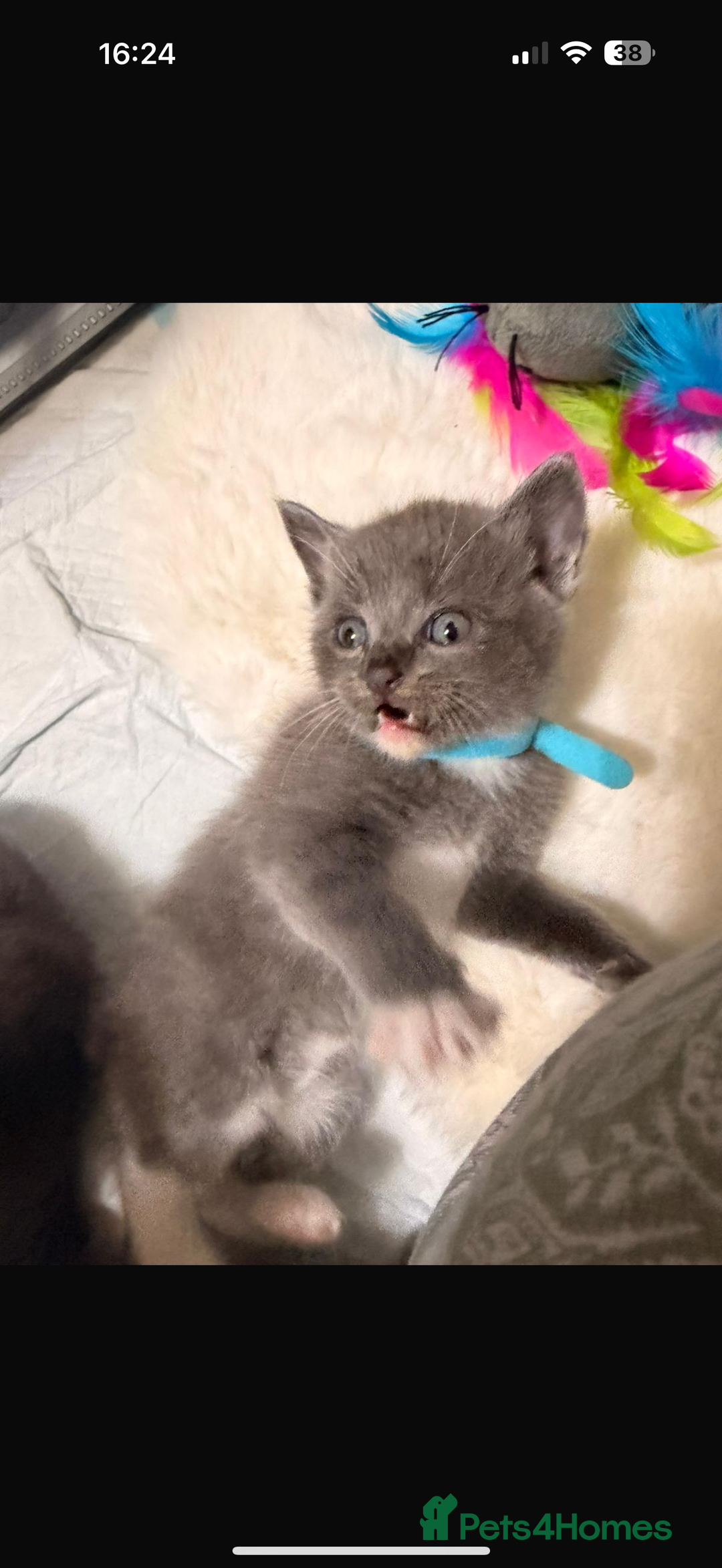 Ragdoll cats for sale: Ragdoll mix kitten - 5 Boys - Advert 27