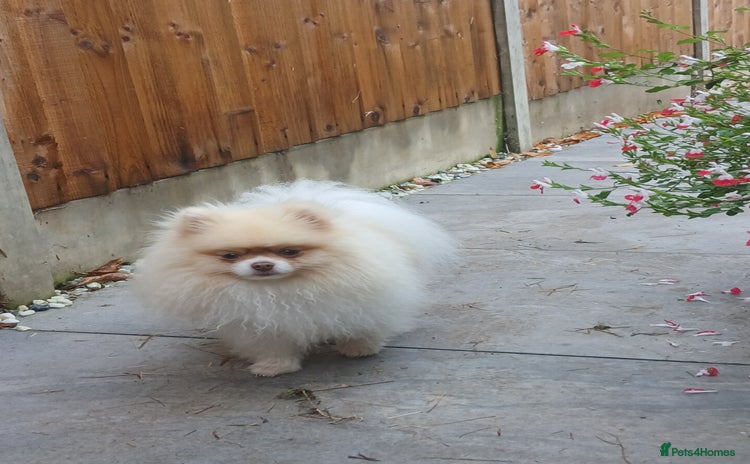 Pomeranian dogs - Advert 6