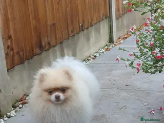 Pomeranian dogs KC Registered PEDIGREE Pomeranian - Advert 6