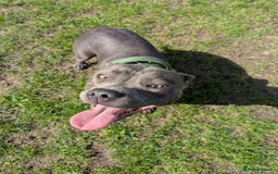 Staffordshire Bull Terrier dogs for sale: Blue female staff for sale  - Image 22