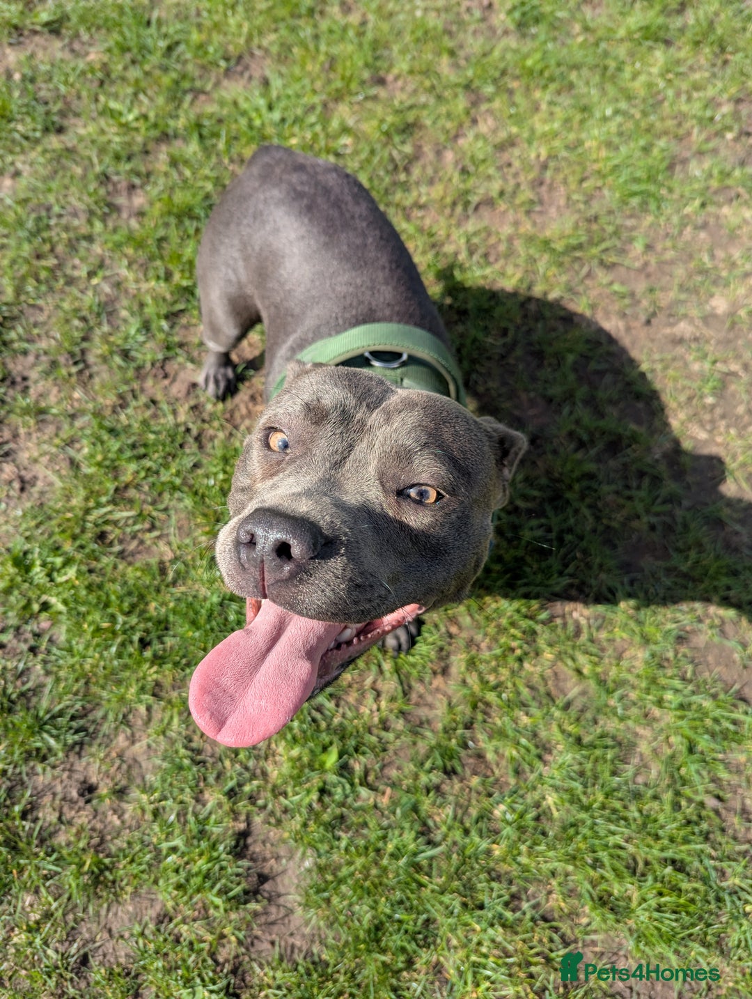 Staffordshire Bull Terrier dogs for sale: Blue female staff for sale  - Image 22