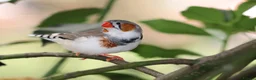 Finches birds for sale: Various Zebra Finch Variants  - Advert 8