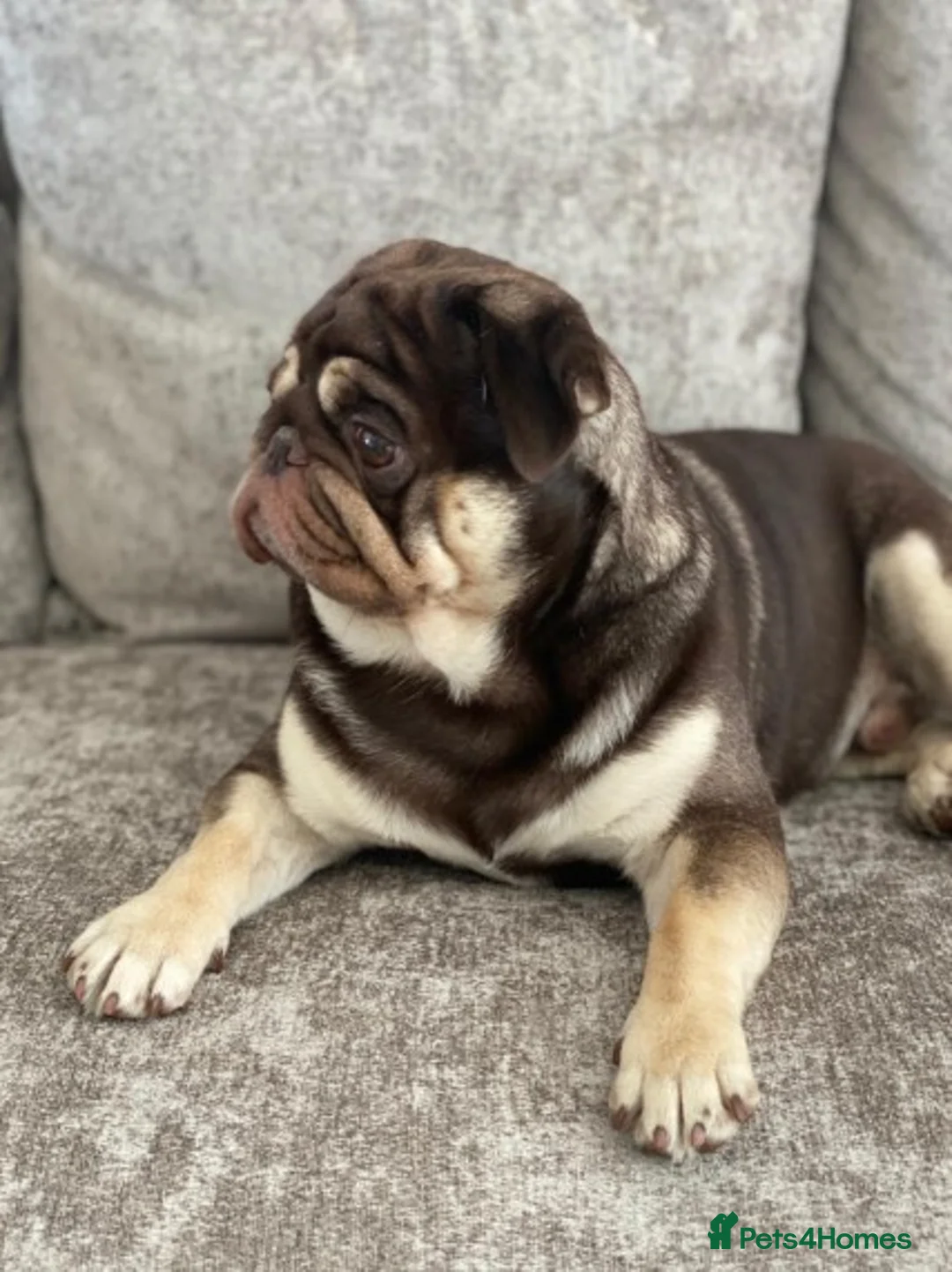 Pug dogs for stud: Chocolate and Tan Carrying Blue Pug Stud in Newport - Advert 1