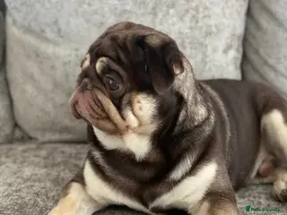 Pug dogs Chocolate and Tan Carrying Blue Pug Stud in Newport - Advert 1