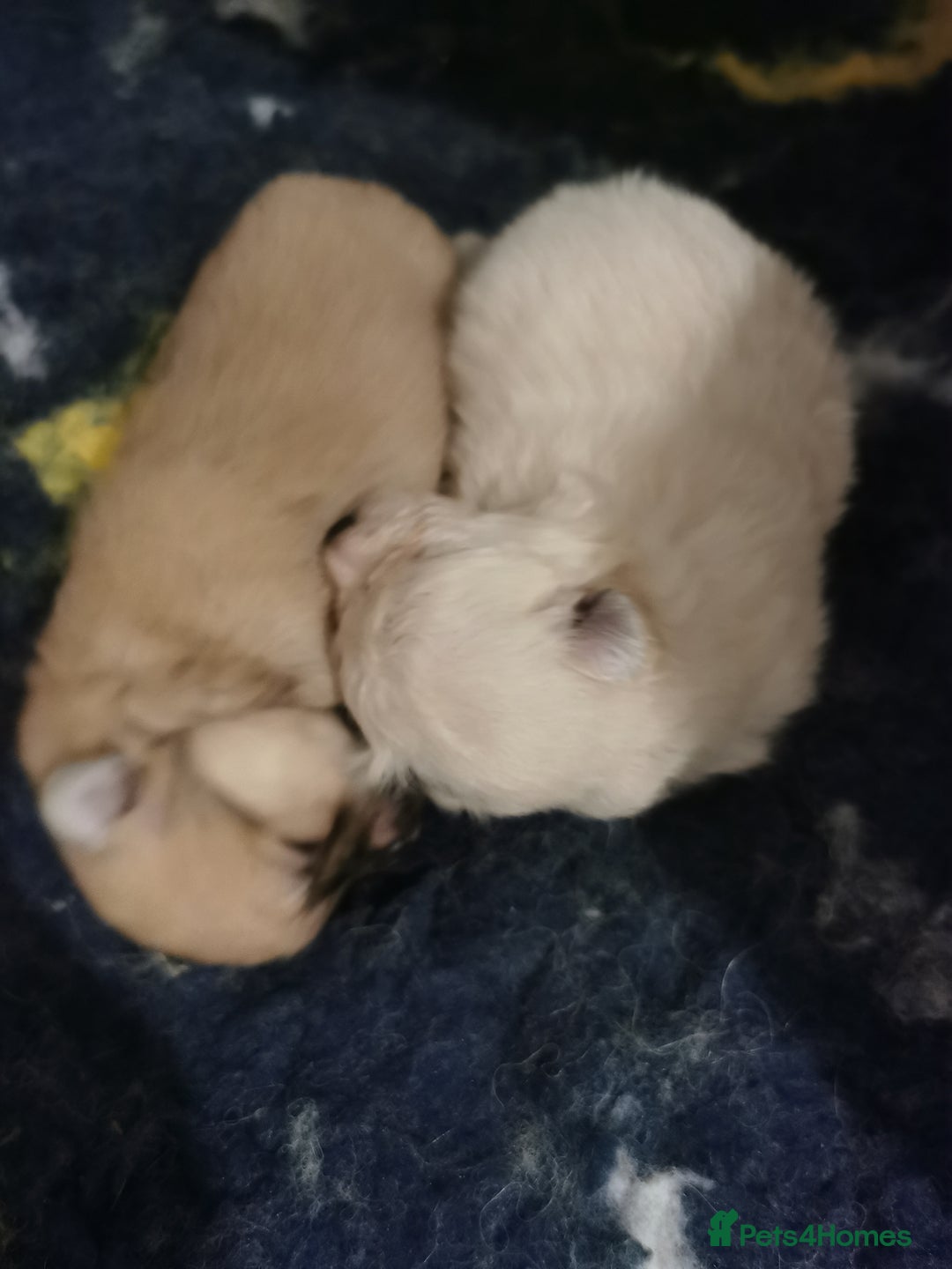 Pomeranian dogs for sale: Pomeranian male KC puppy  - Advert 4