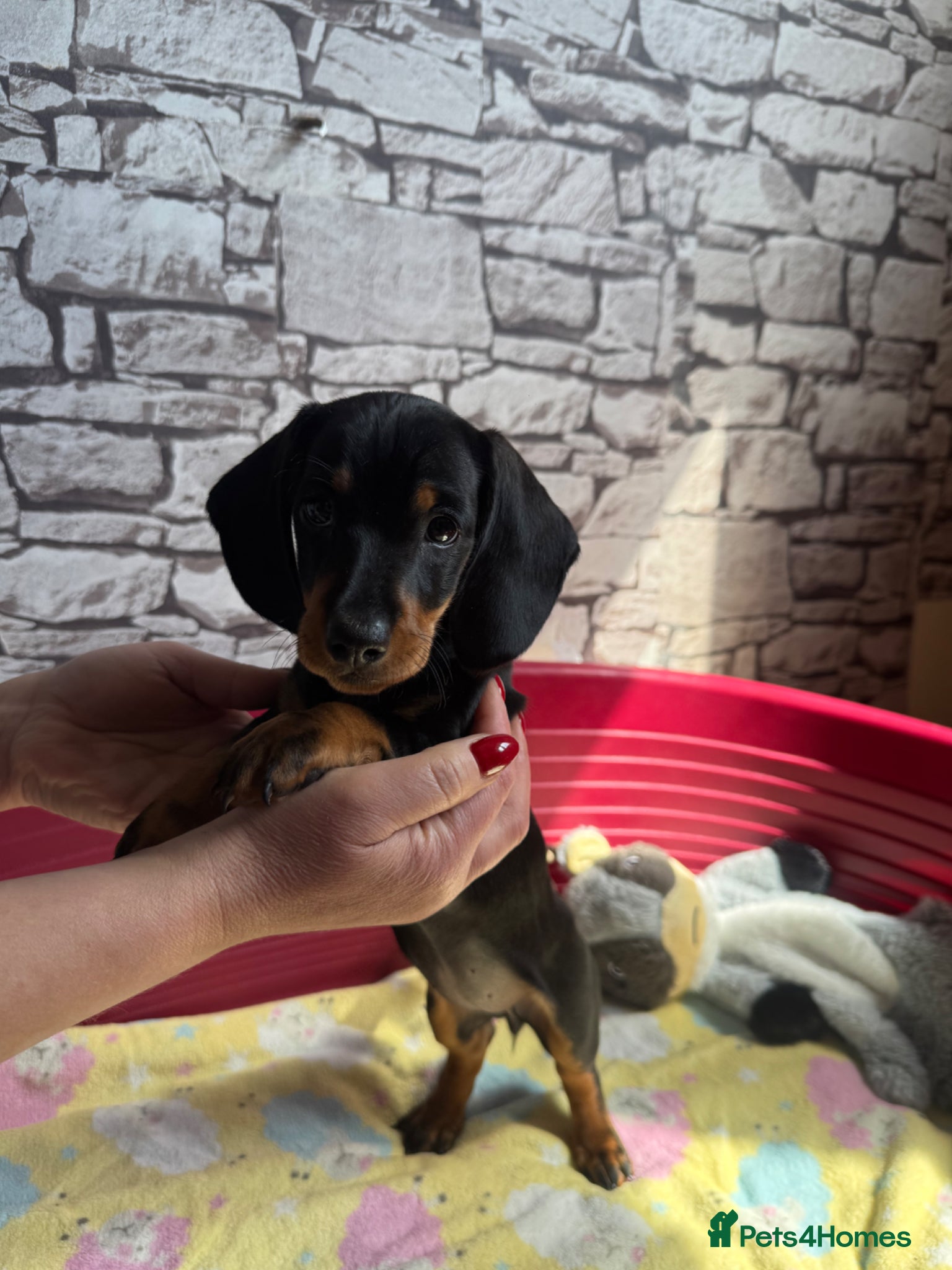 Dachshund dogs for sale: Standard Dachshund Puppy NOW READY TO LEAVE! 🐾 - Advert 1