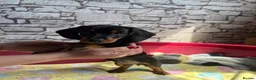 Dachshund dogs for sale: Standard Dachshund Puppy NOW READY TO LEAVE! 🐾 - Advert 1