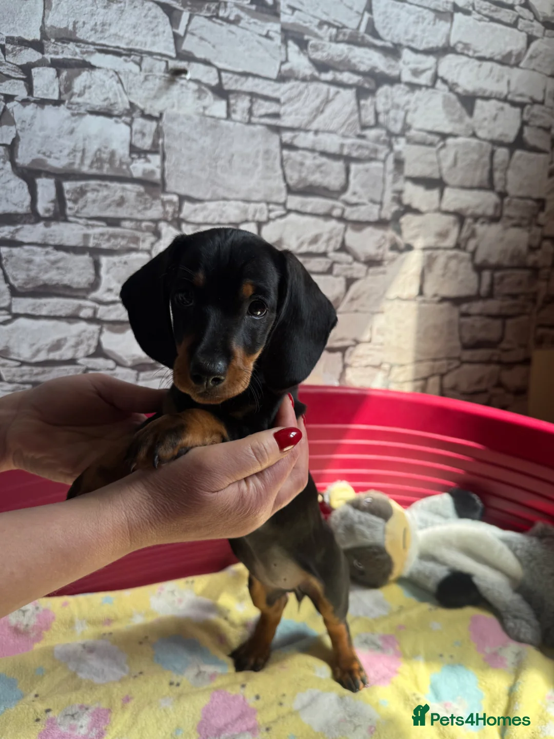 Dachshund dogs for sale: Standard Dachshund Puppy NOW READY TO LEAVE! 🐾 - Advert 1