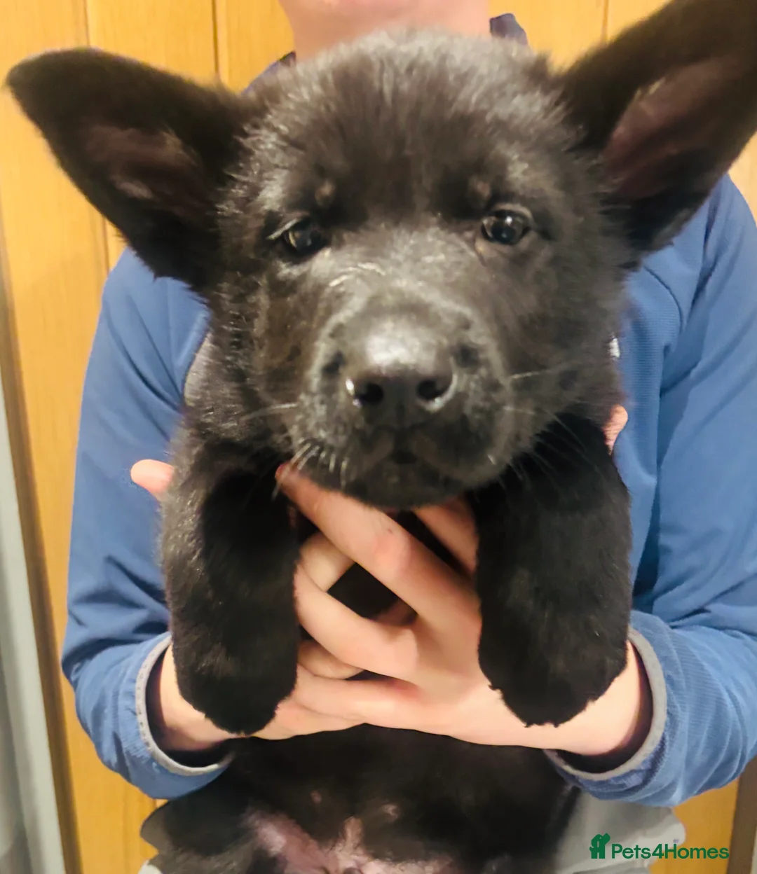 German Shepherd dogs for sale: Beautiful German Shepard puppies - Advert 13