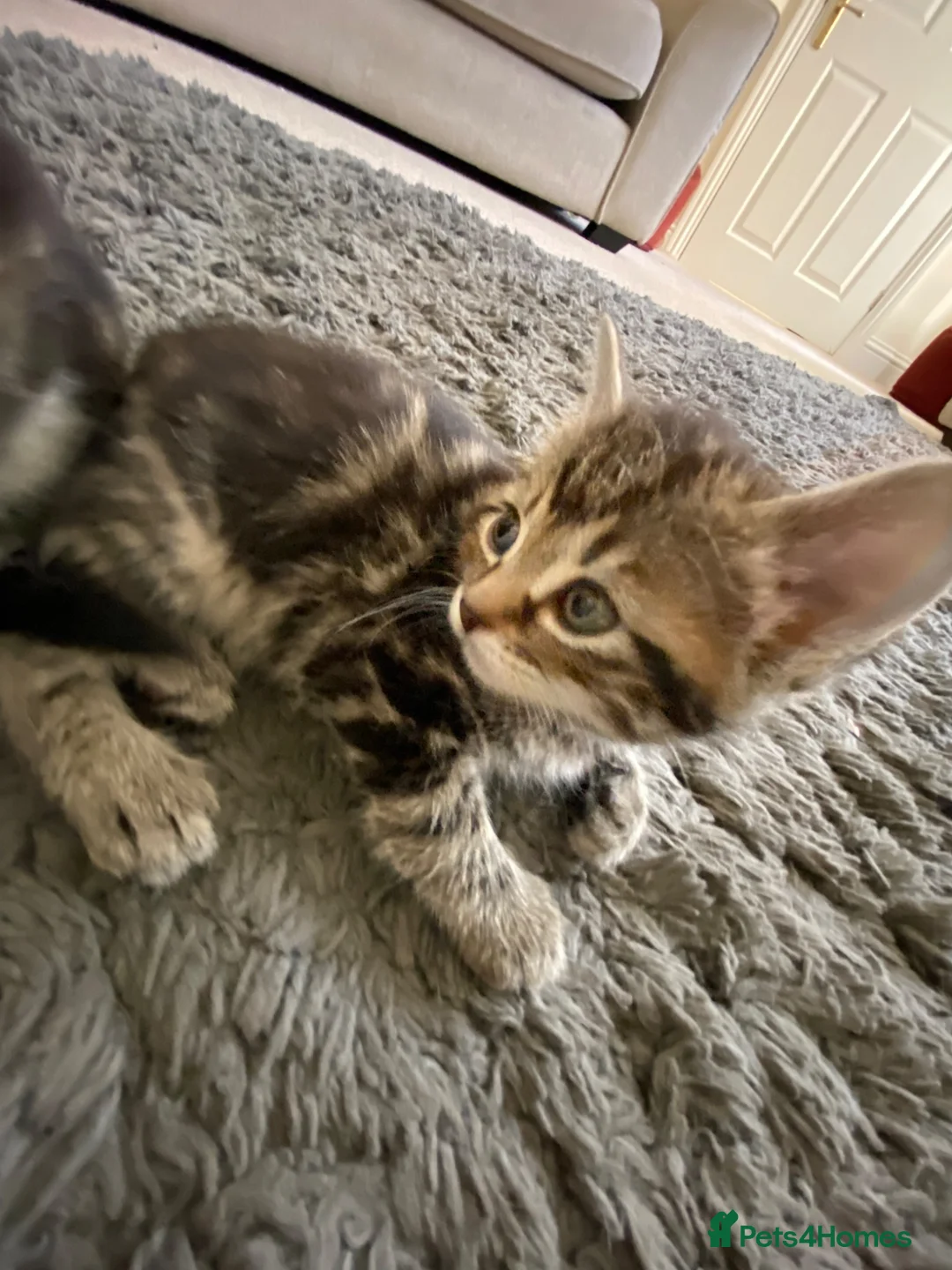 Mixed Breed cats for sale: Beautiful Female Kittens – Ready to Leave 19/06 in Holt - Advert 22