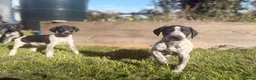 Mixed Breed dogs for sale: 🏆Exceptional GSP bloodlines,  last boys!  - Advert 8