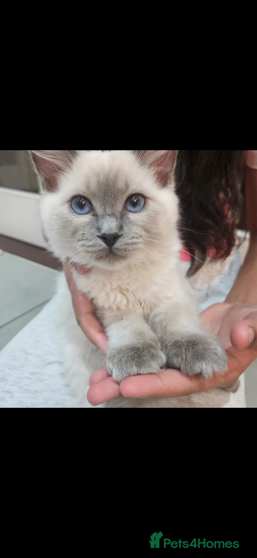 Ragdoll cats for sale: Ragdoll kittens  - Advert 2