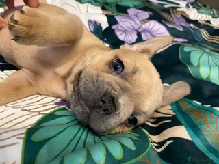 French Bulldog dogs KC Frenchie Puppies Ready for furever homes! 😍 - Advert 15