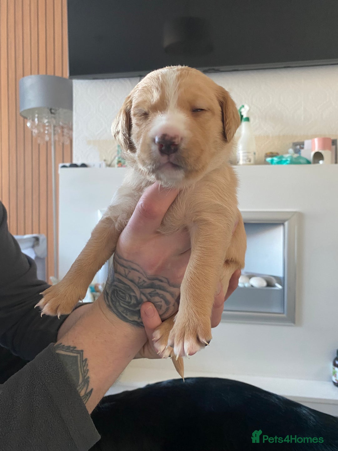 Springador dogs for sale: Labrador puppies - Advert 22