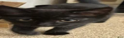 Russian Blue cats for sale: Beautiful crystal - Advert 2