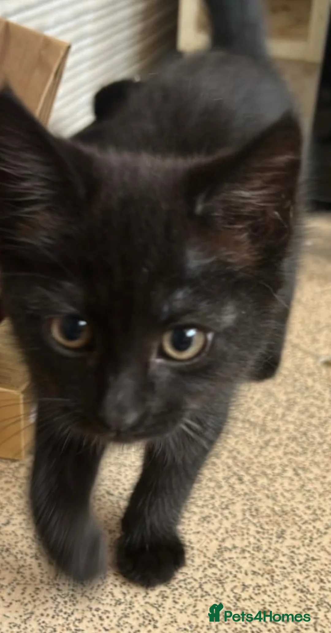 Russian Blue cats for sale: Beautiful crystal - Advert 2