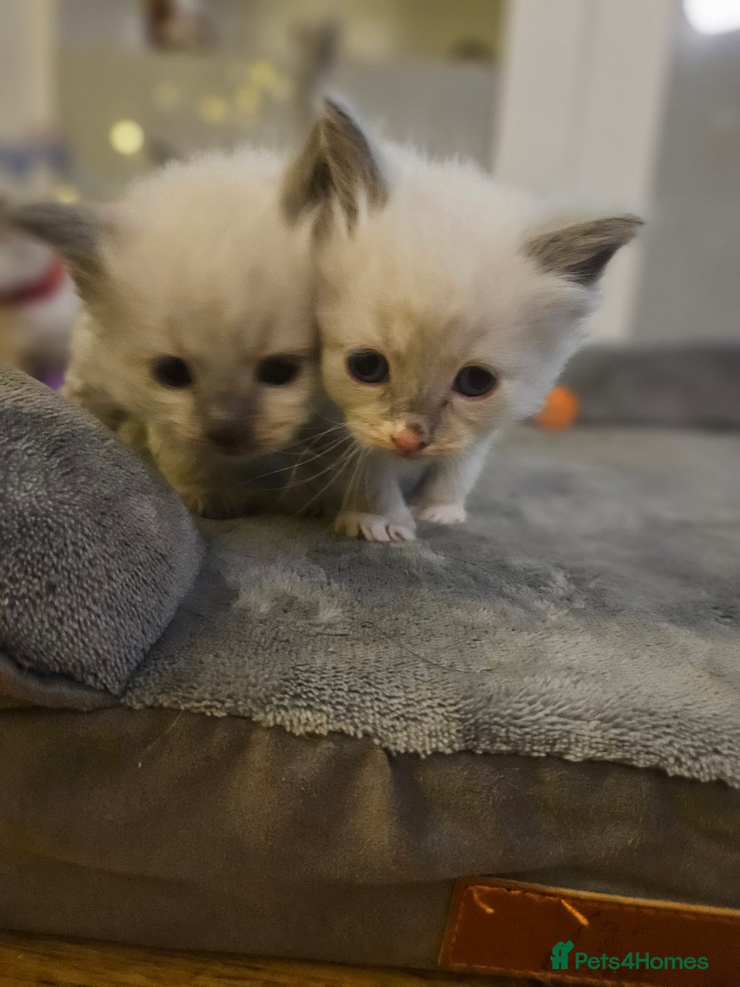 Ragdoll cats for sale: Baby girl and boy ragdoll kittens - Advert 14