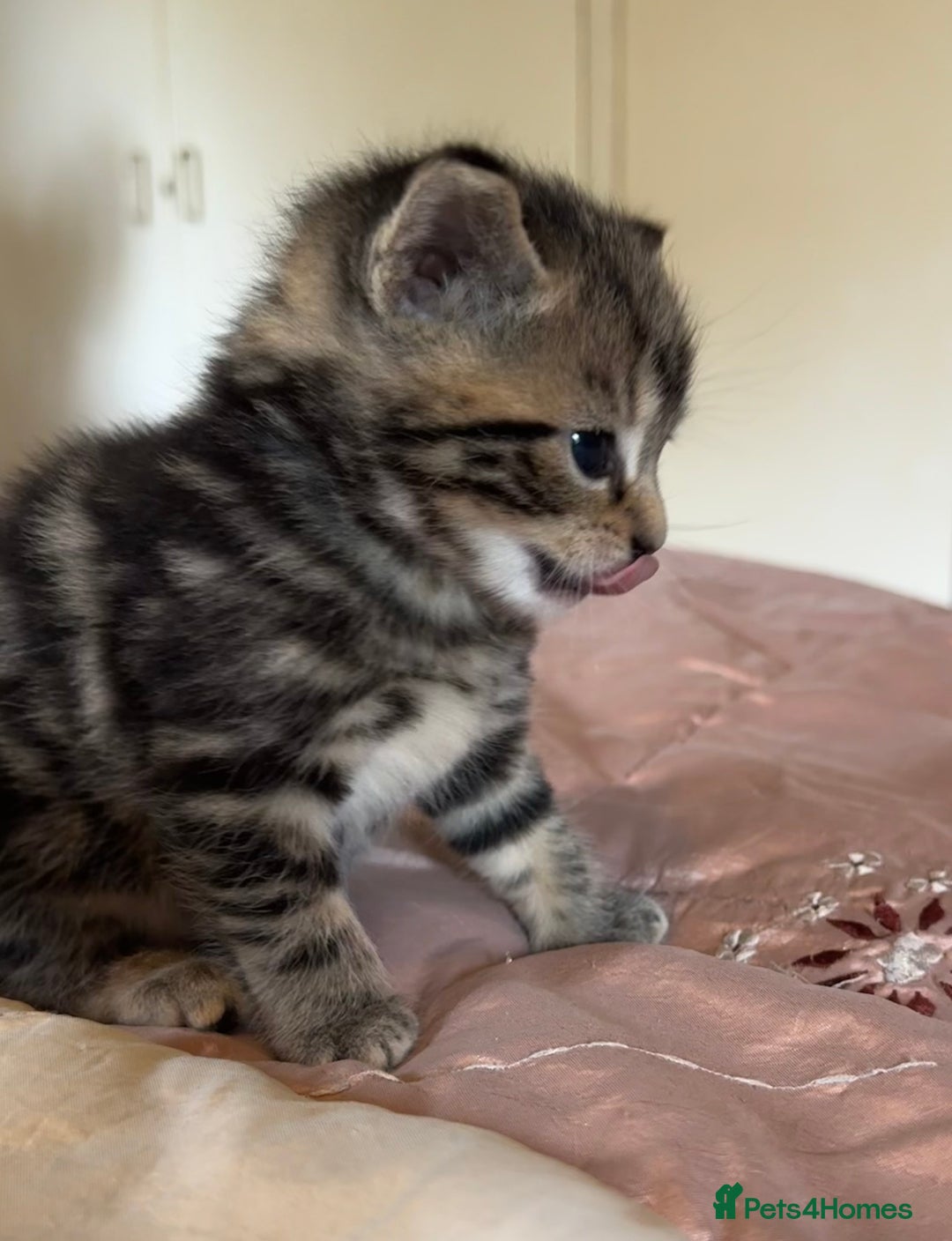 British Shorthair cats for sale: 2 boys one girl for sale  - Image 8