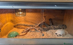 Corn Snake reptiles for sale: Cornsnake  with vivarium - Image 6
