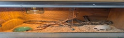 Corn Snake reptiles for sale: Cornsnake  with vivarium - Advert 6