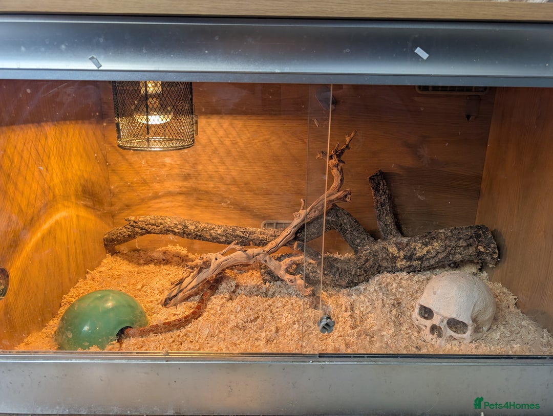 Corn Snake reptiles for sale: Cornsnake  with vivarium - Image 6
