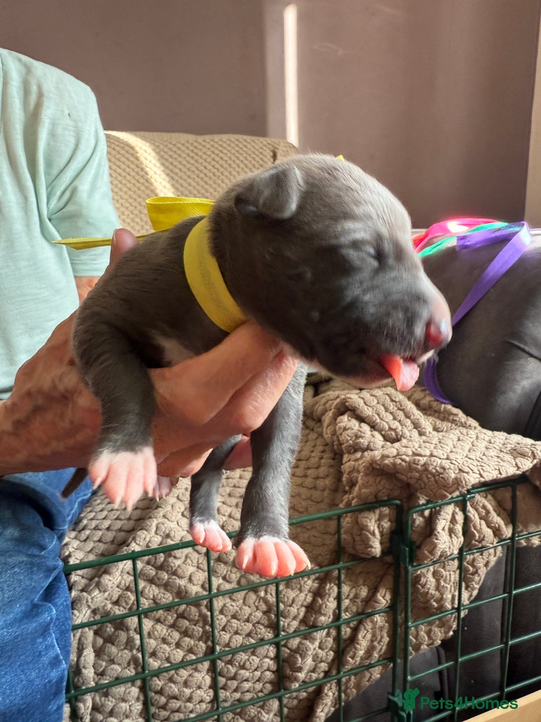 Whippet dogs for sale: Blue whippet pups for sale  - Advert 15