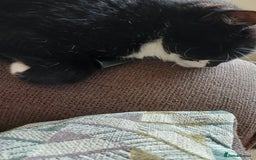 Domestic Shorthair cats for sale: 6 year old Black & White Female Cat - Image 6