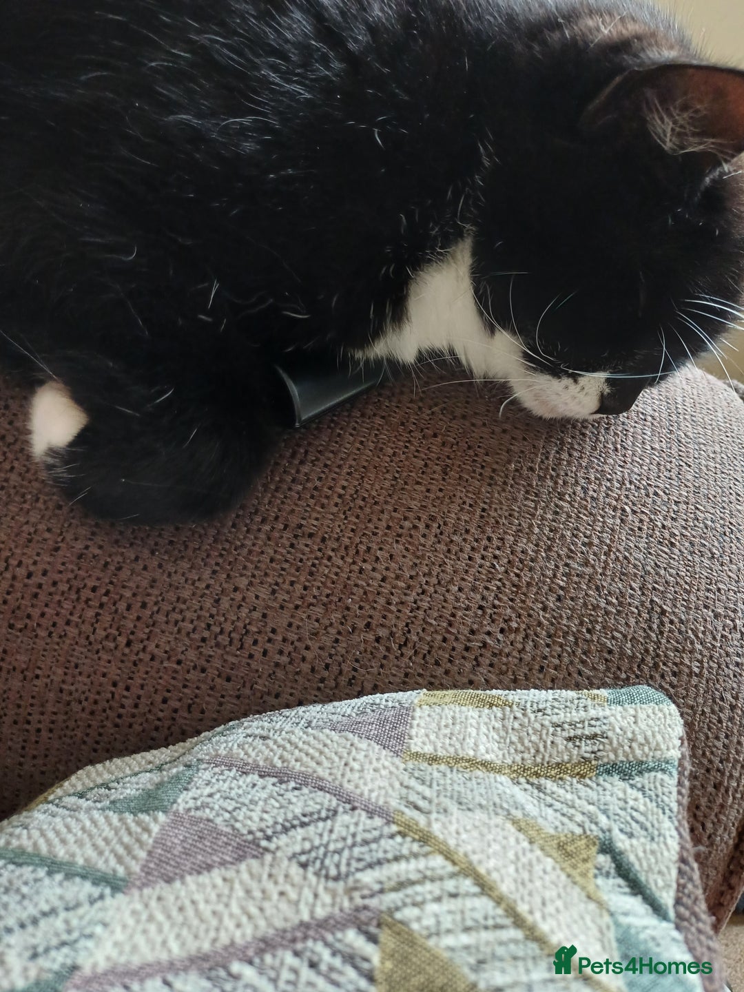 Domestic Shorthair cats for sale: 6 year old Black & White Female Cat - Image 6