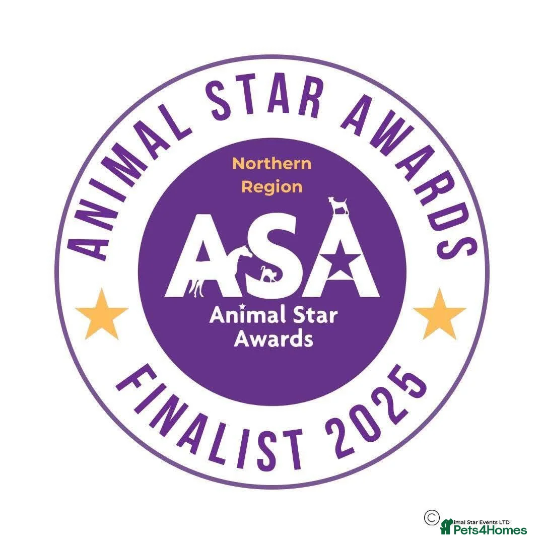 Toy Poodle dogs for stud: Stunning playful Parti Toy Poodle at Stud in Cannock - Advert 20