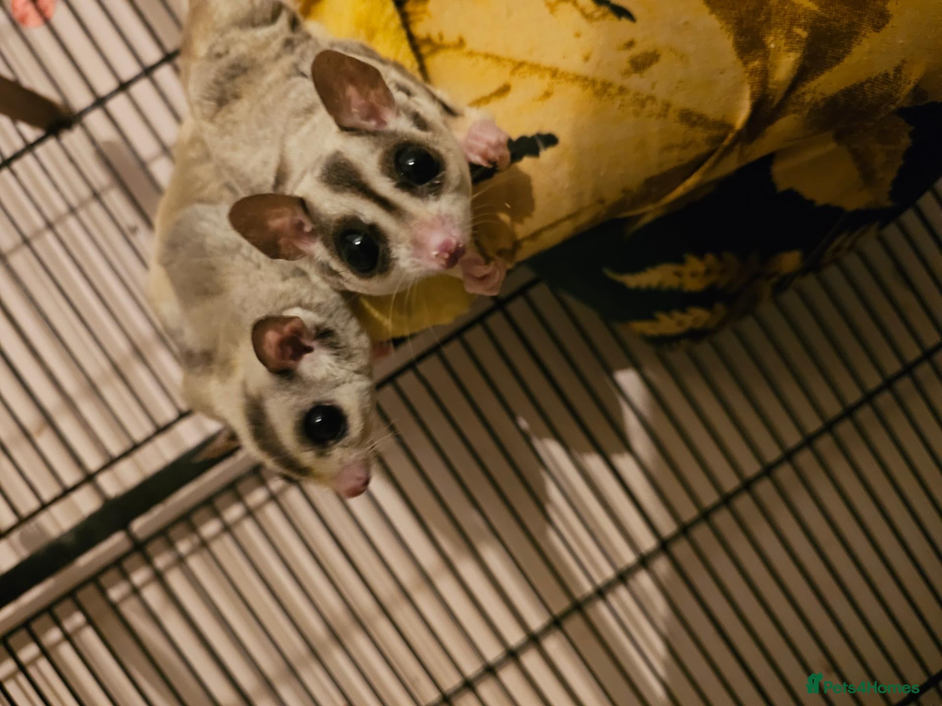 Sugar Glider rodents 2 sugar glider  - Advert 17