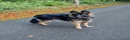 German Shepherd dogs for sale: German shepherd 17 mths old - Advert 2