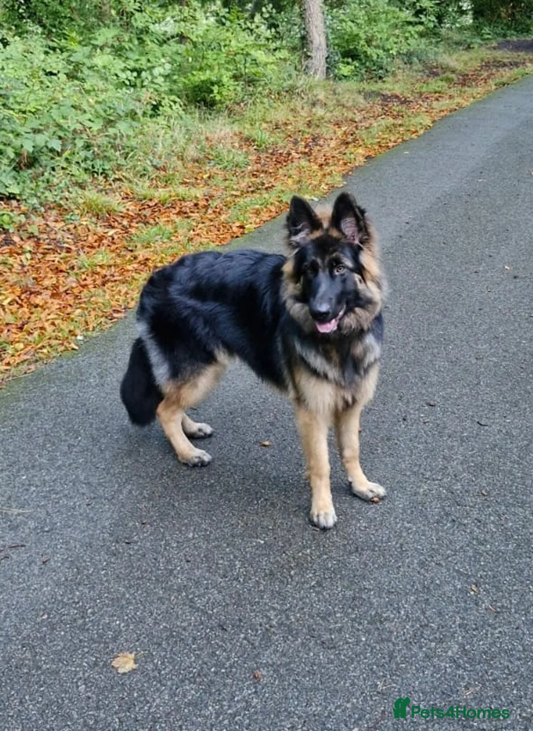 German Shepherd dogs for sale: German shepherd 17 mths old - Advert 2