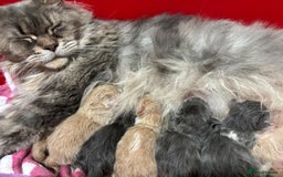 Mixed Breed cats for sale: Pedigree Maine coon X Pedigree ragdoll kittens   - Advert 2