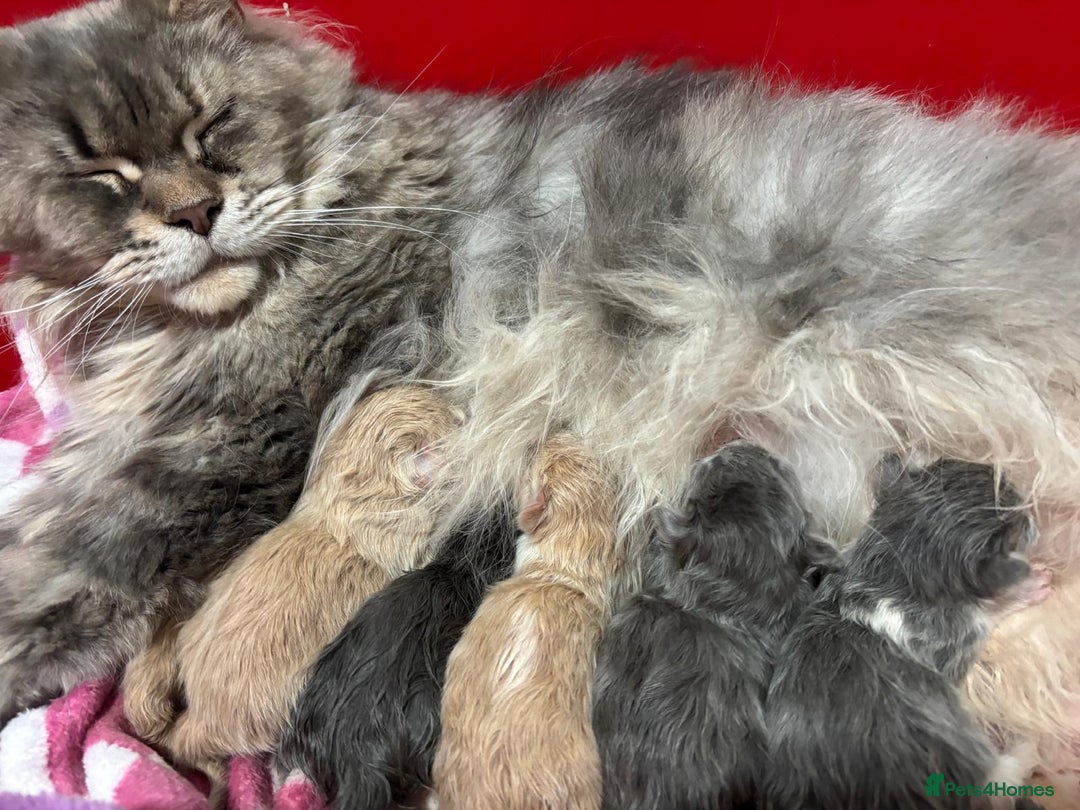 Mixed Breed cats for sale: Pedigree Maine coon X Pedigree ragdoll kittens   - Advert 2