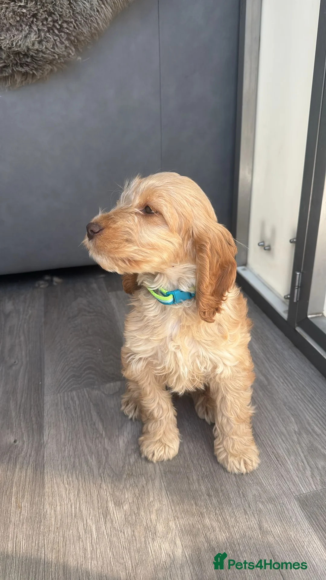 Cockapoo dogs for sale: Cockerpoo pup - Advert 2