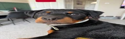 Rottweiler dogs for sale: Urgent!!!!  16 week Rotti for sale  - Advert 4