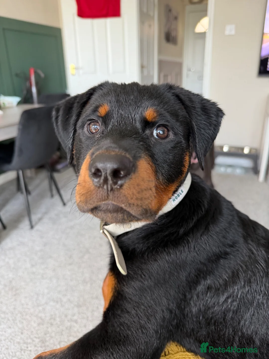Rottweiler dogs for sale: Urgent!!!!  16 week Rotti for sale  - Advert 4