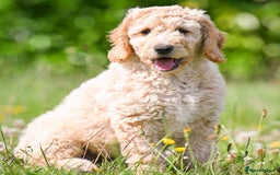 Mini Goldendoodle dogs for sale: Amazing GOLDENDOODLES  - Image 17