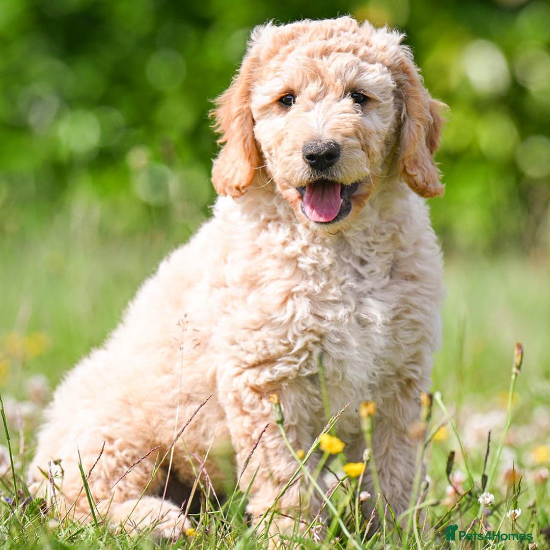 Mini Goldendoodle dogs for sale: Amazing GOLDENDOODLES  - Image 17