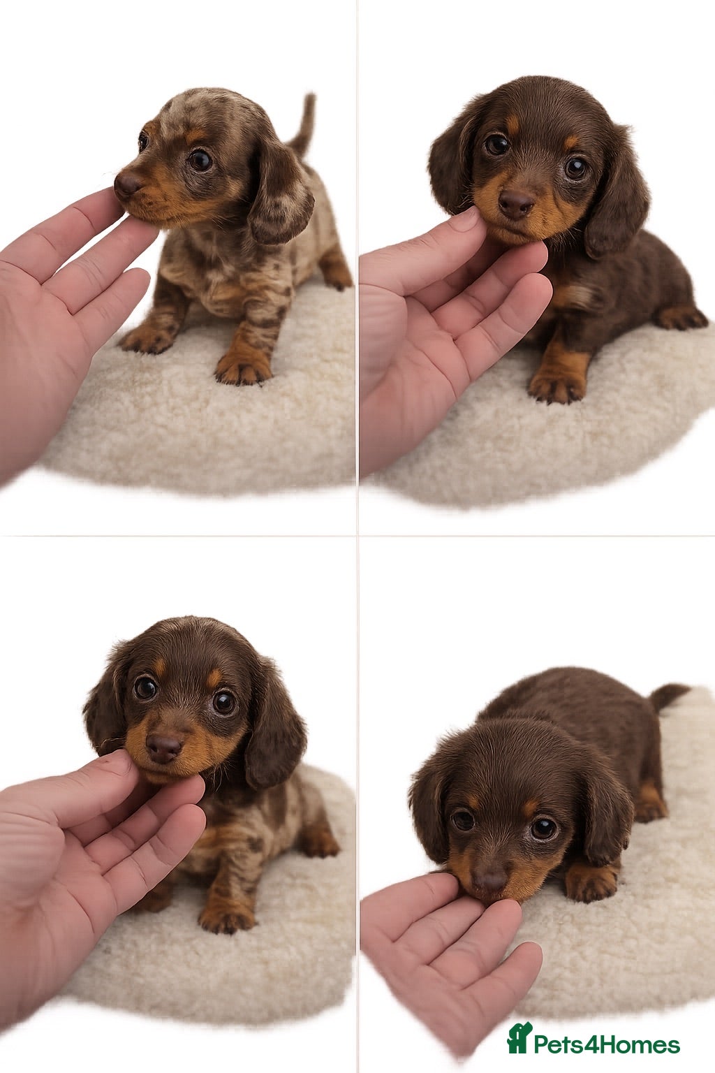 Miniature Dachshund dogs Miniature dachshund - Advert 6